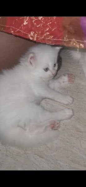 Persian kitten triple coat pair for sale 5