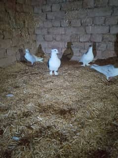 sentient pigeon, senty, parrot face pigeon available