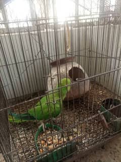 green mithu female parrot for sale. with cage urgent