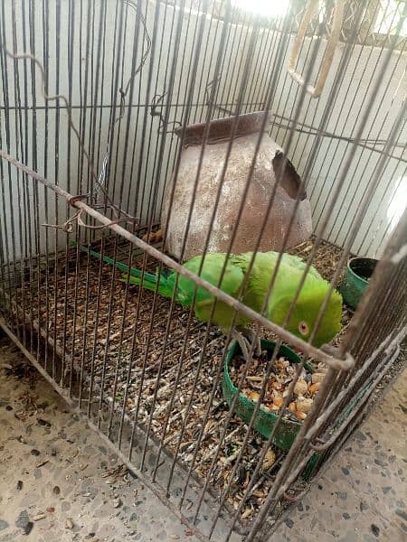 green mithu female parrot for sale. 1