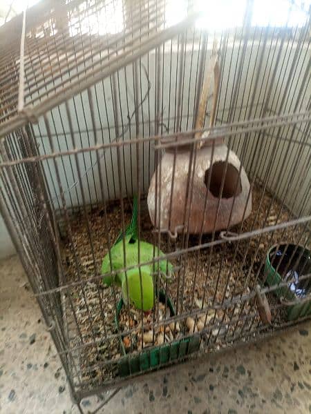 green mithu female parrot for sale. 2