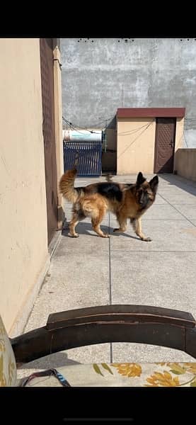 German shepherd puppies 2