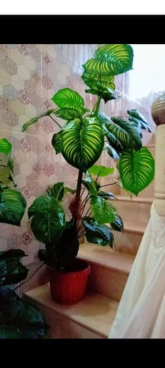 pair of plant for sale 0