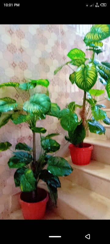 pair of plant for sale 1