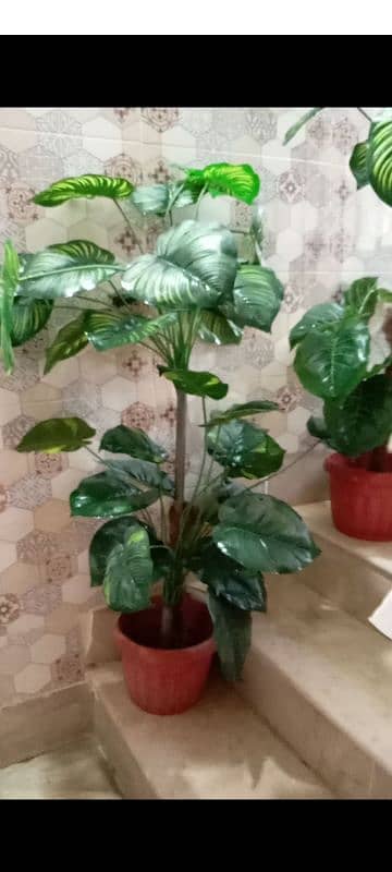 pair of plant for sale 2