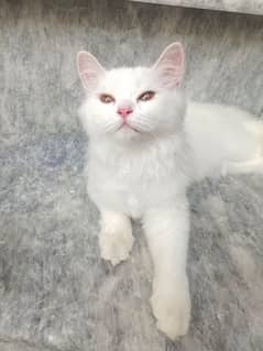 READY FOR FIRST BREED TRIPPLE COATED FEMALE WHITE PERSIAN CAT