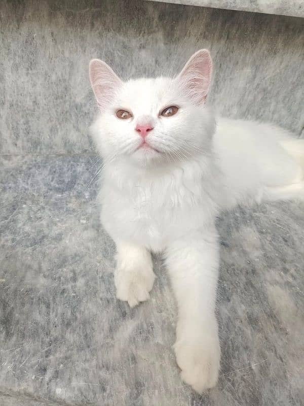 TRIPPLE COATED FEMALE WHITE PERSIAN KITTEN 0