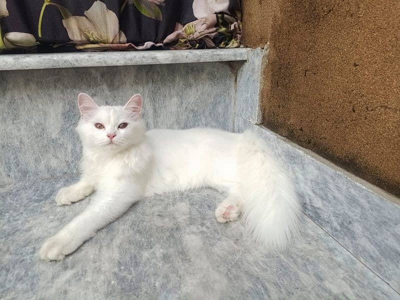 TRIPPLE COATED FEMALE WHITE PERSIAN KITTEN 1