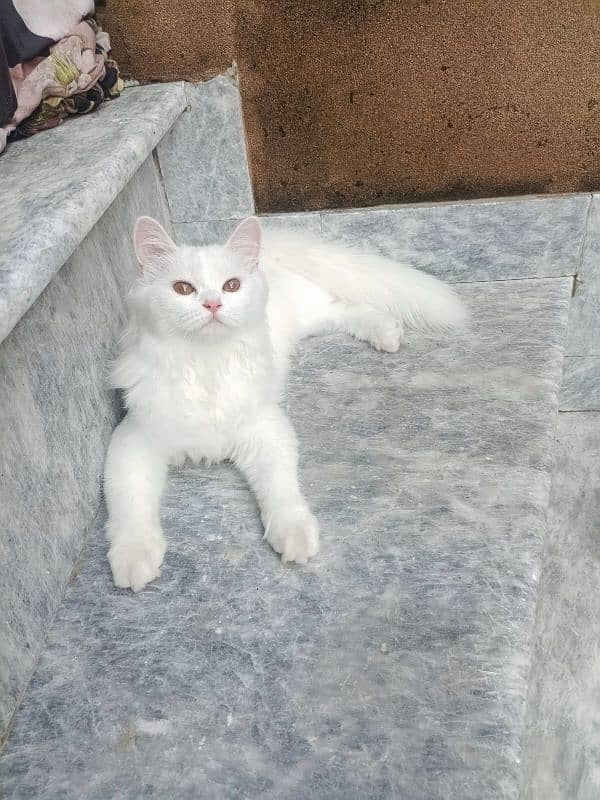 TRIPPLE COATED FEMALE WHITE PERSIAN KITTEN 2