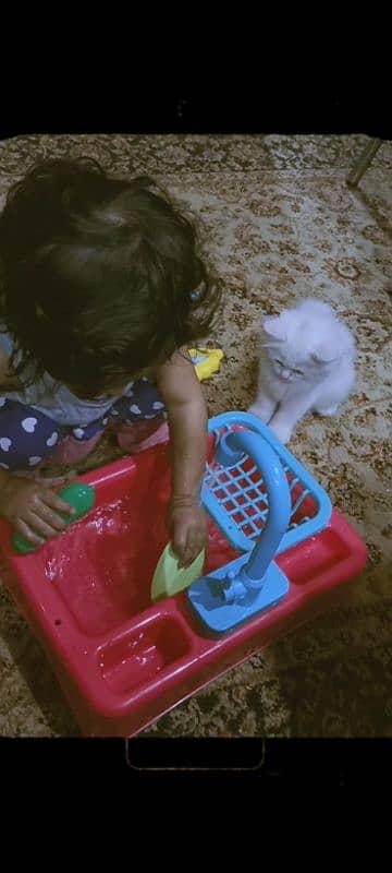 TRIPPLE COATED FEMALE WHITE PERSIAN KITTEN 5