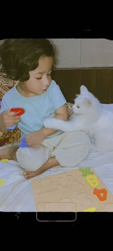 TRIPPLE COATED FEMALE WHITE PERSIAN KITTEN 6