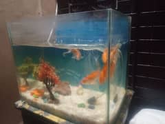 fish aquarium with 4 fish and oxygen pump