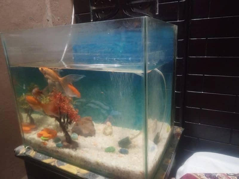 fish aquarium with 4 fish and oxygen pump 1