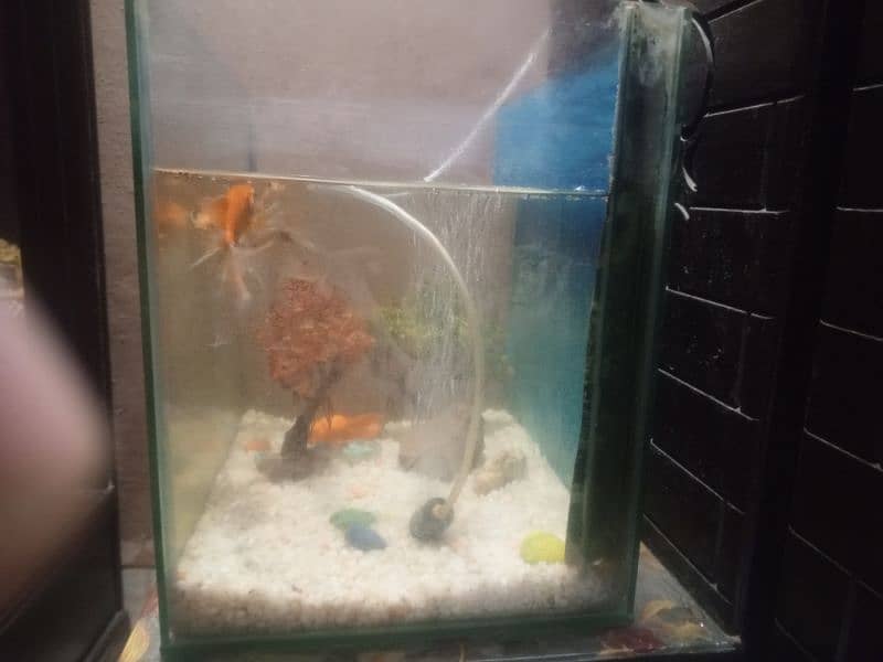 fish aquarium with 4 fish and oxygen pump 2