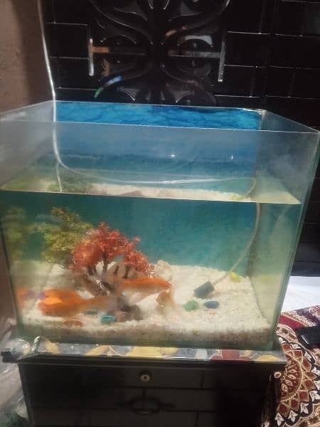 fish aquarium with 4 fish and oxygen pump 3