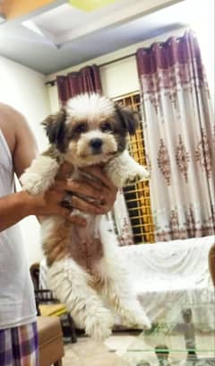 shihtzu female puppy