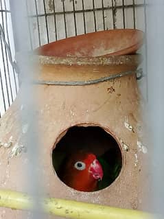 lovebird breeder pair