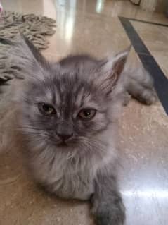 Maine coon for sale