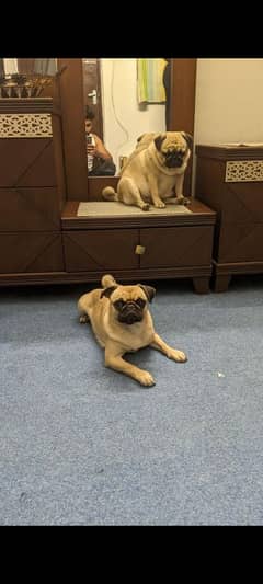 pug female 03215526165 0