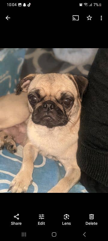 pug female 03215526165 2