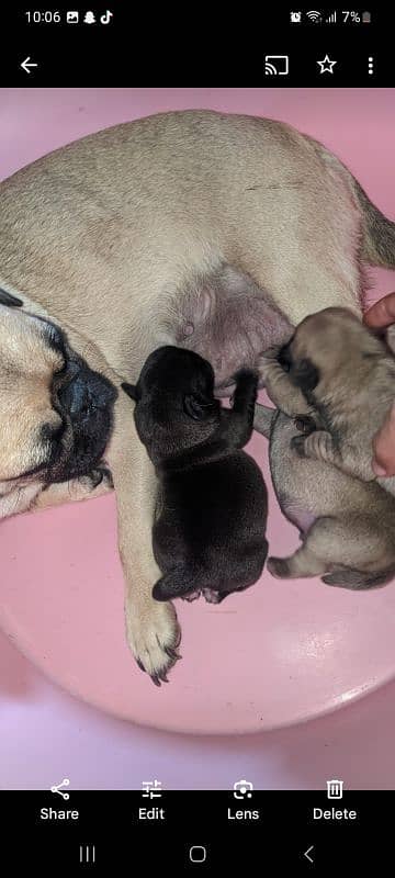 pug female 03215526165 3