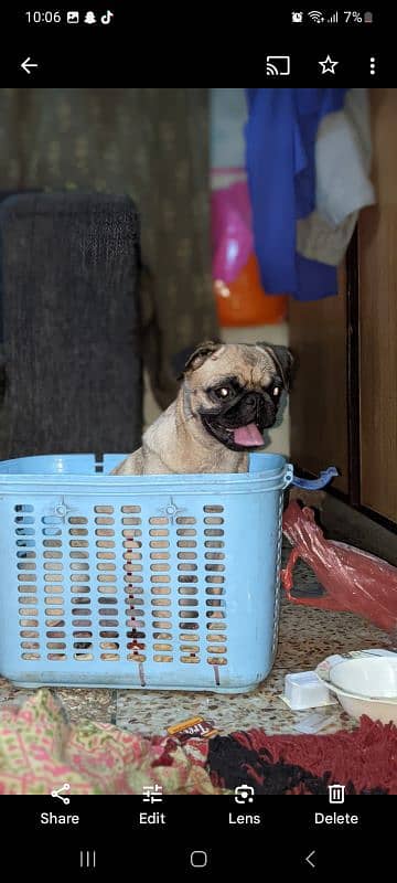 pug female 03215526165 4