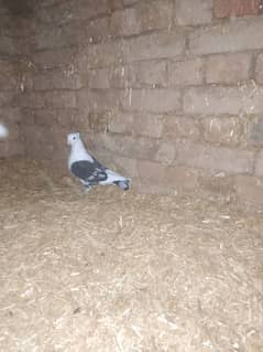 sentient pigeon, senty, parrot face pigeon available aseel hen