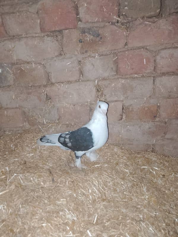 sentient pigeon, senty, parrot face pigeon available 1