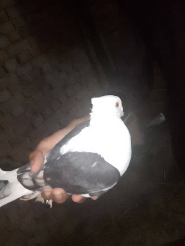 sentient pigeon, senty, parrot face pigeon available 2