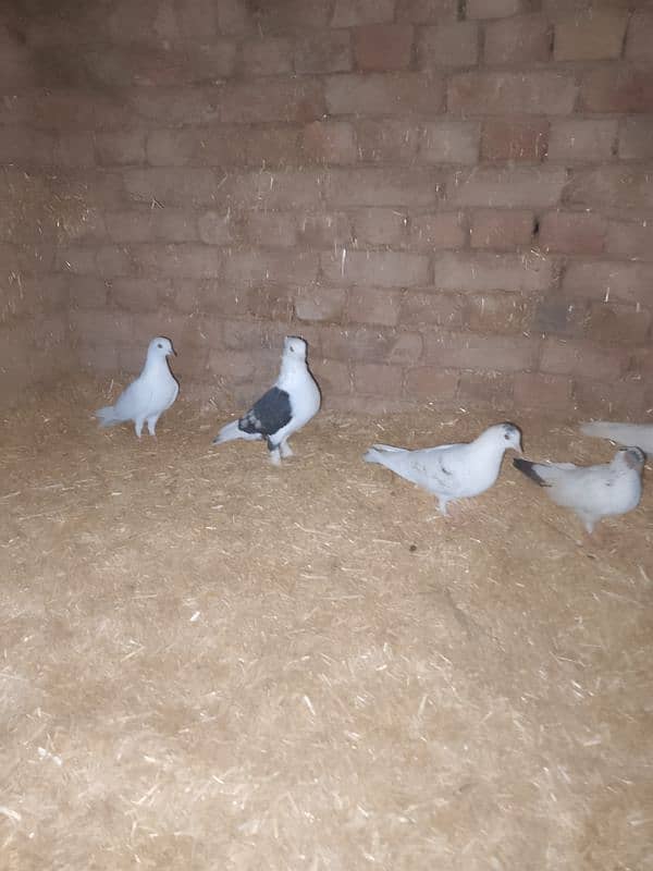 sentient pigeon, senty, parrot face pigeon available 3