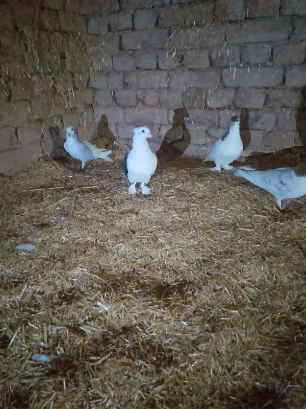 sentient pigeon, senty, parrot face pigeon available 4