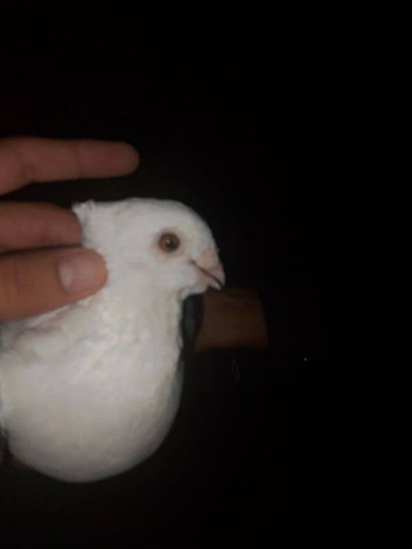 sentient pigeon, senty, parrot face pigeon available 5