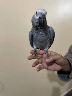 African gray parrot 10 month ka hai