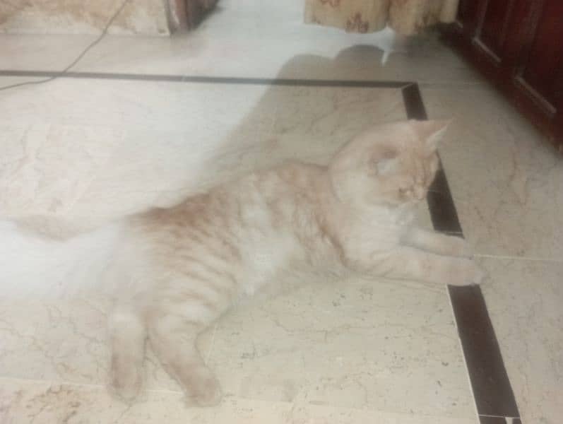 Persian urgent sale 0