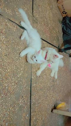 selling Persian cat female and his kitten