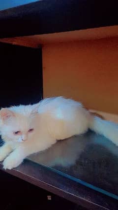 persian kitten urgent sale