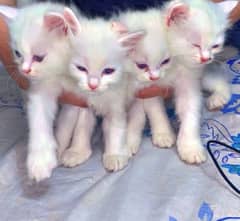 Persian Kittens || Pure White || Top Quality