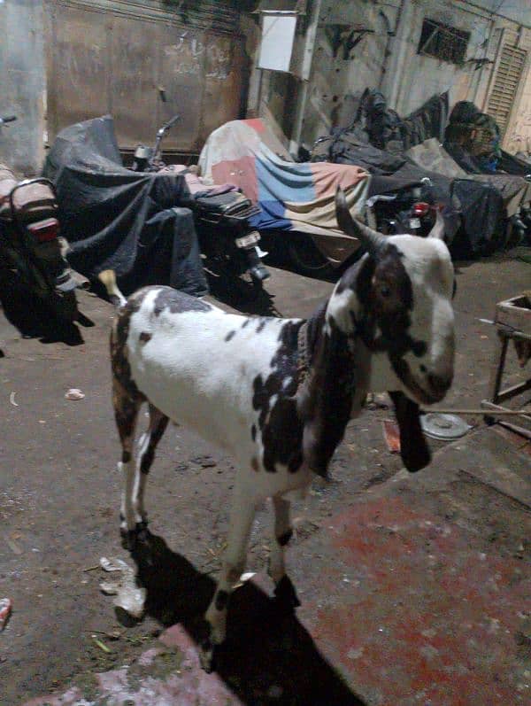 bisar bakra for sale 1