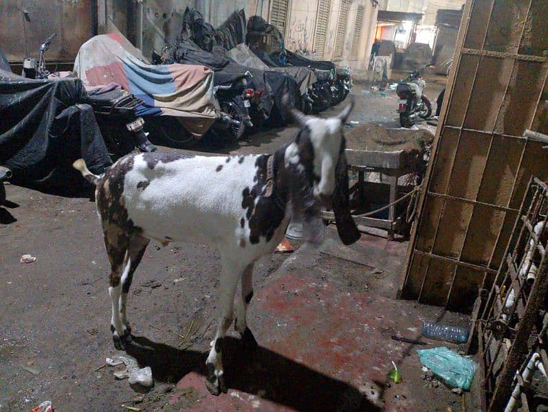 bisar bakra for sale 2