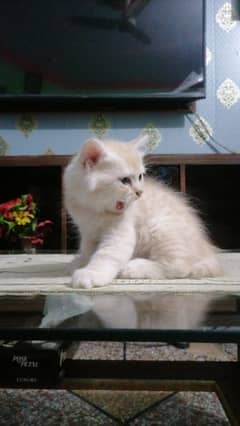 Persian kitten