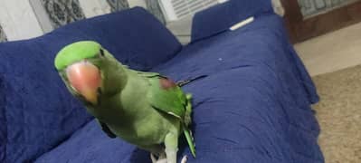 Raw Parrot Female