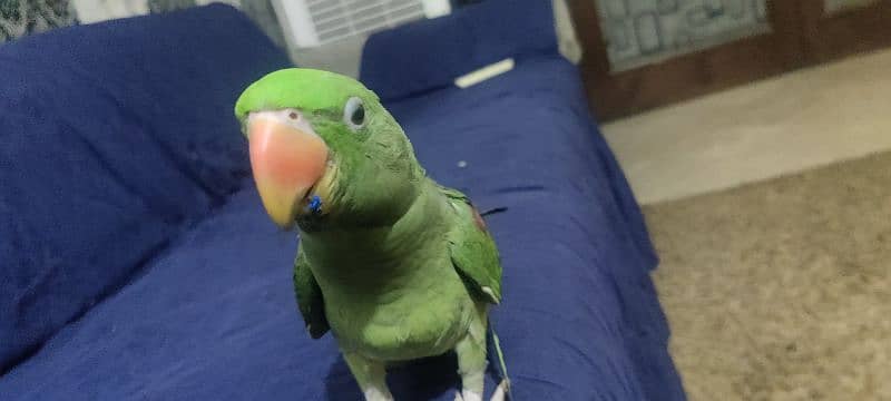 Raw Parrot Female 1