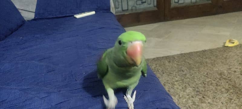 Raw Parrot Female 2