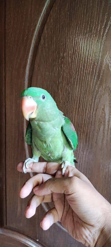 Raw Parrot Female 3