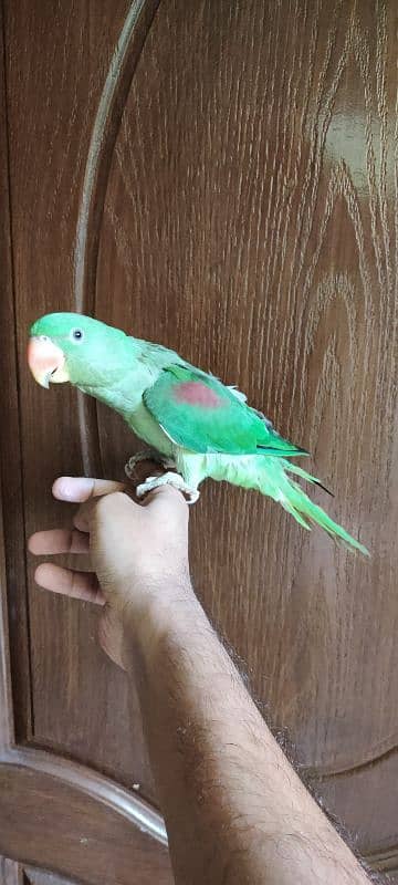 Raw Parrot Female 4