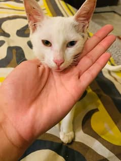 Pure White Cat Persion pure | Urgent Slw