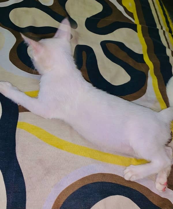 Pure White Cat Persion pure | Urgent Slw 1