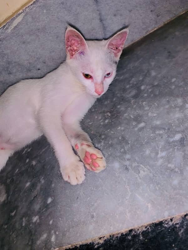 Pure White Cat Persion pure | Urgent Slw 2