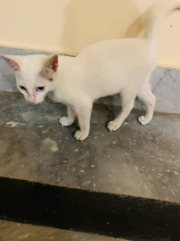 Pure White Cat Persion pure | Urgent Slw 3