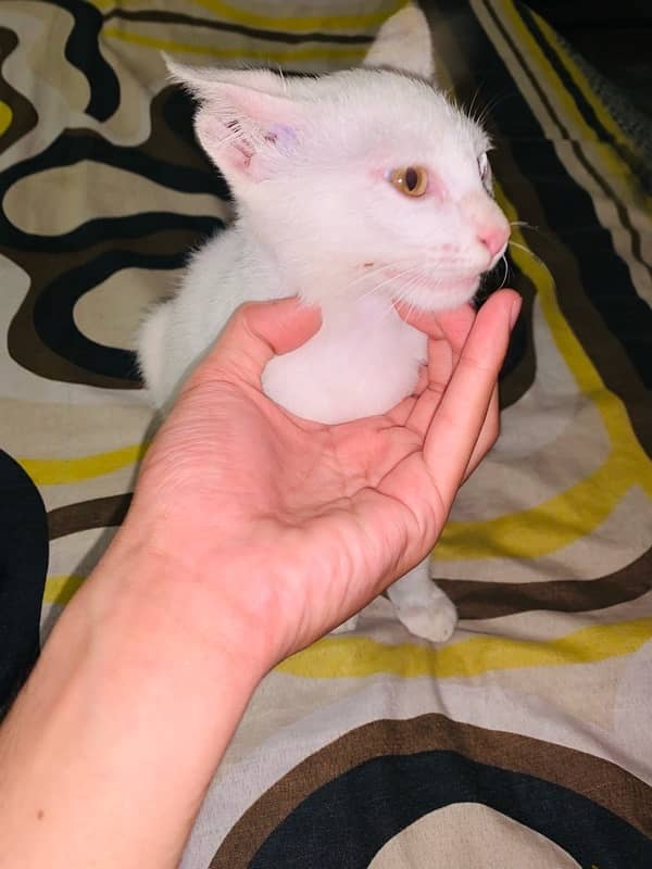 Pure White Cat Persion pure | Urgent Slw 4